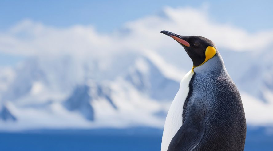 Kuningaspingviini Etelämanner Antarktis min