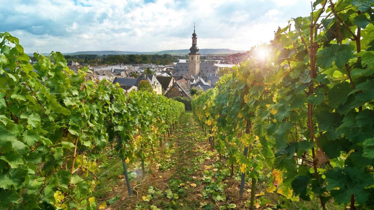 Rüdesheim viiniviljelys Saksa Reinjoki