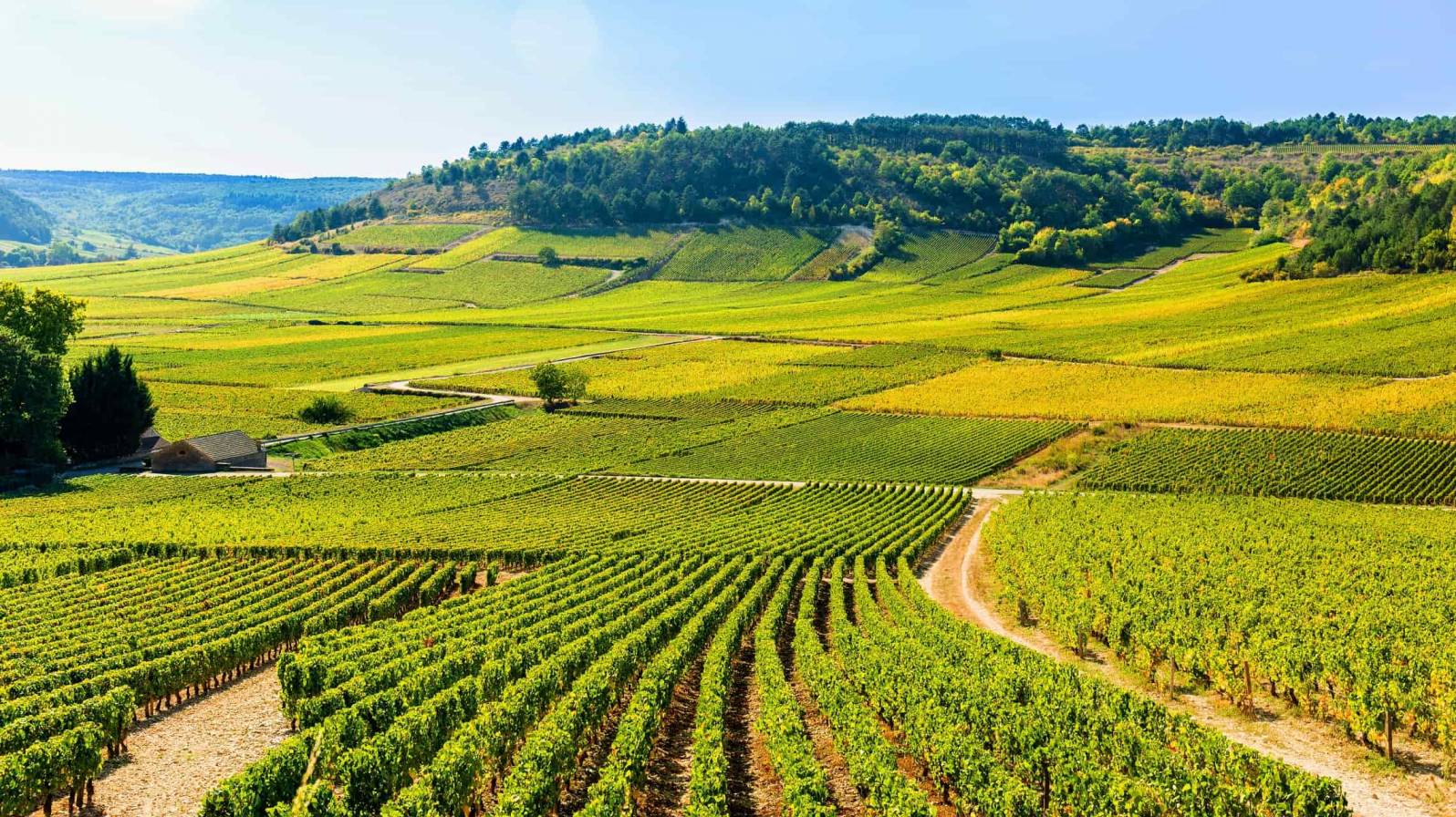 Herkuttelijan viinimatka Ranskaan uuden sadon viinien äärelle