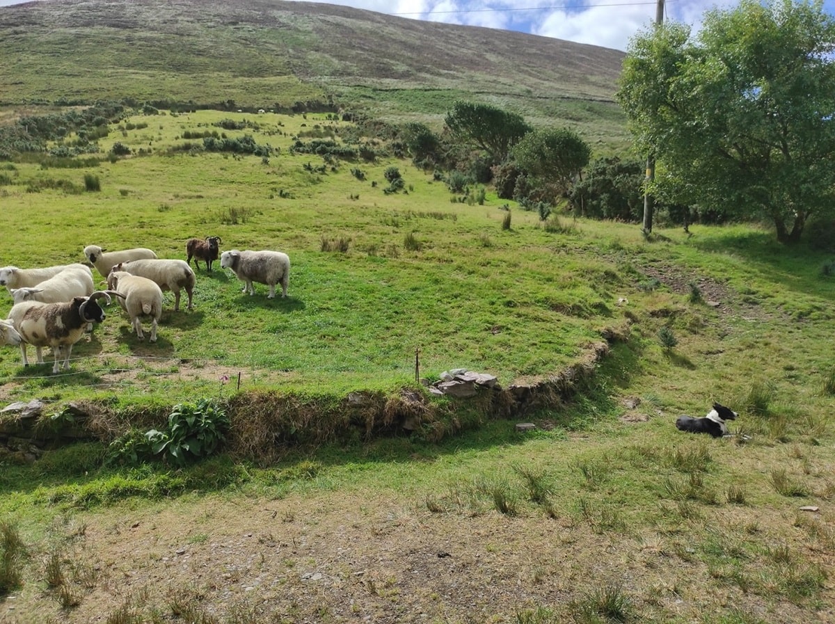 Kuvassa vihreä niitty, jolla lampaita ja koira
