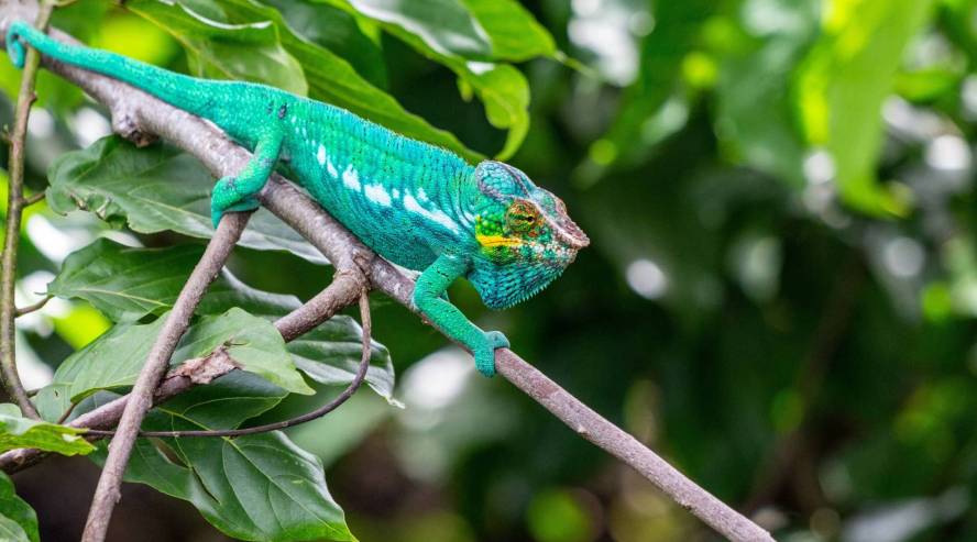 Green Panther kameleontti, Nosy Be Madagaskar