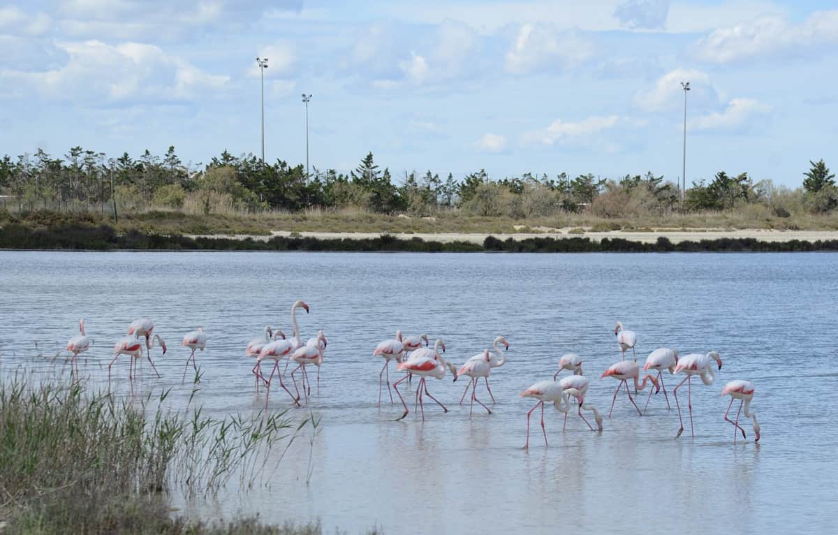 Lomalla Etelä-Ranskassa voi nähdä flamingoja. Vaaleanpunaiset flamingot seisovat matalassa vedessä, taustalla vaaleaa puustoa