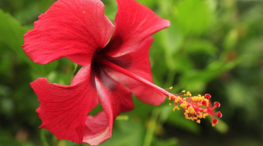 Costa Rica kukka kasvit