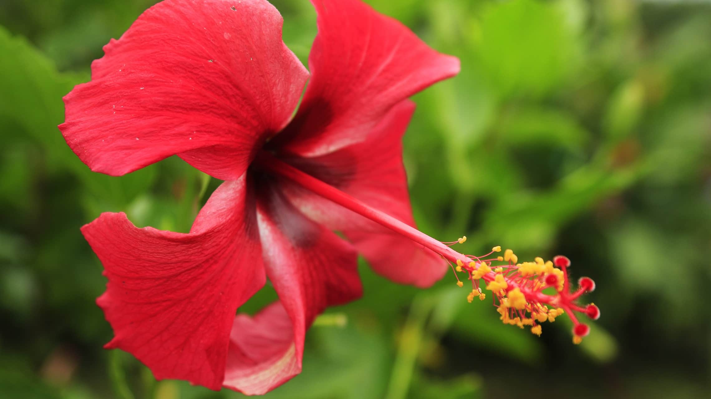 Costa Rica kukka kasvit