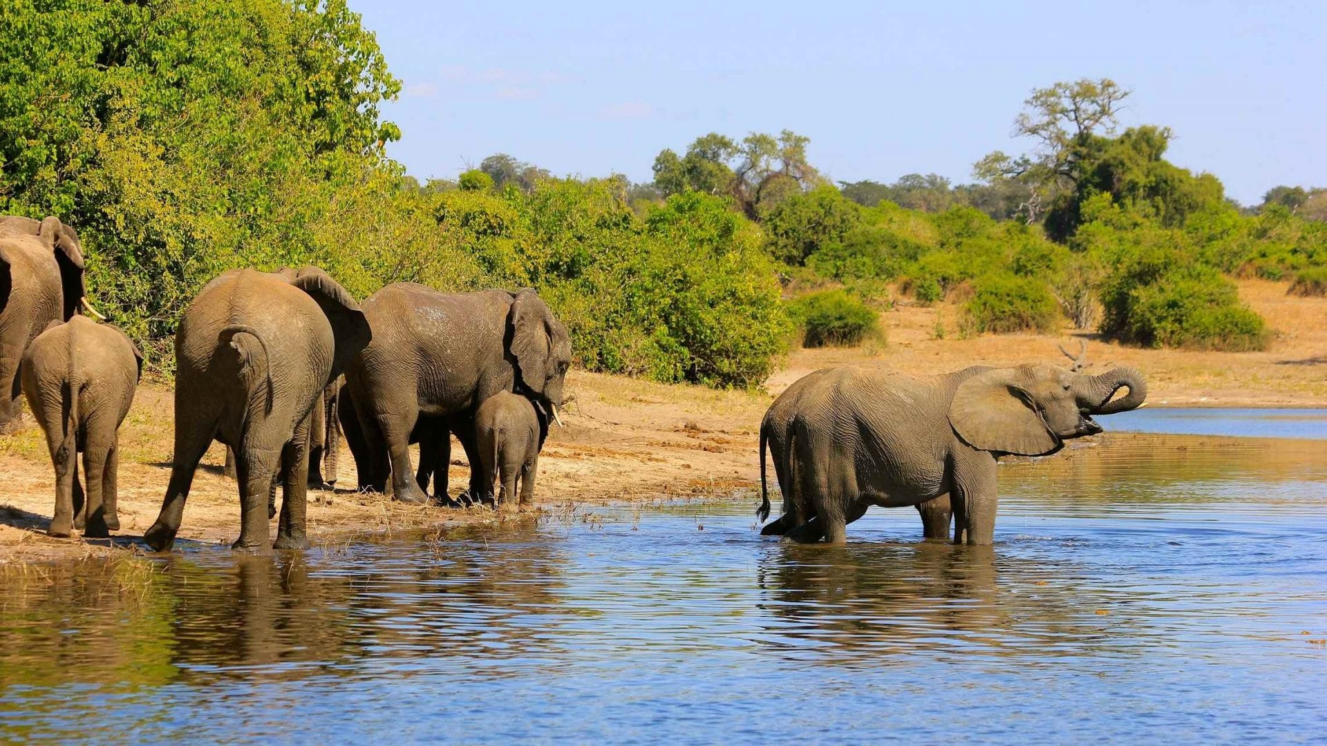Elefantit Chobe African Dream ©CroisiEurope