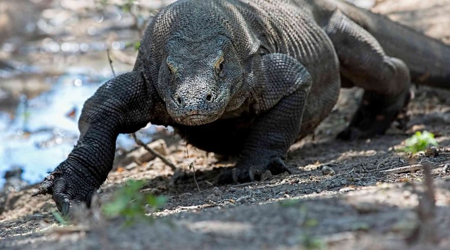Komodon varaani Indonesia