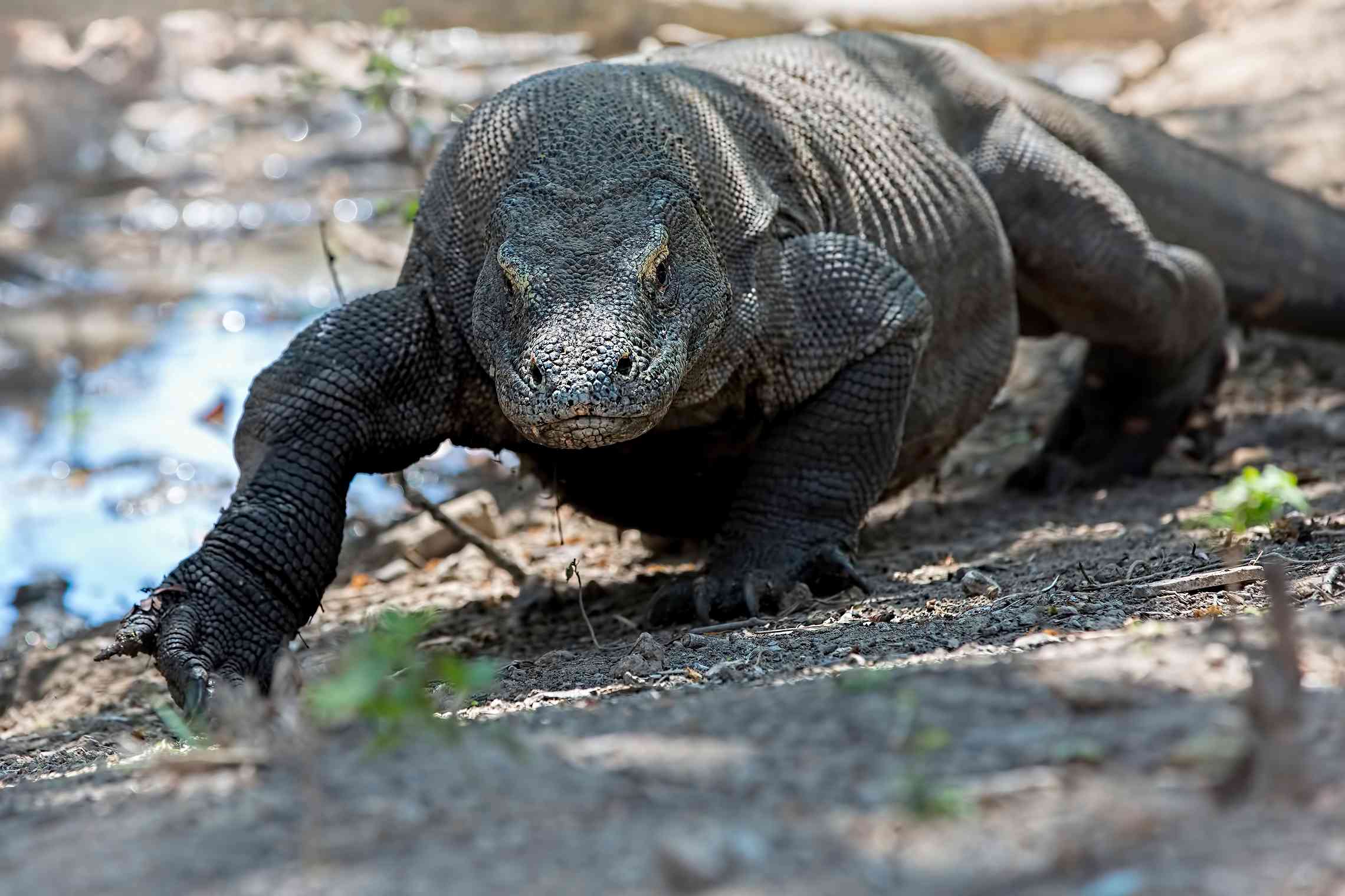 Komodon varaani Indonesia
