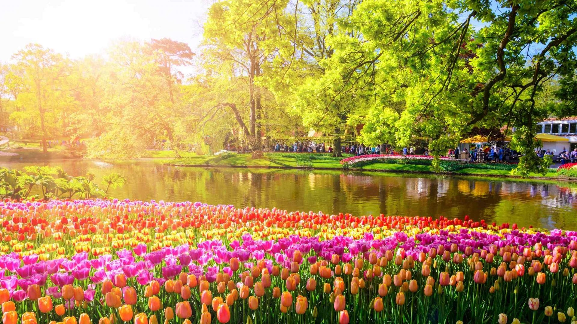 Kukkaloistoa Keukenhof Amsterdam Alankomaat