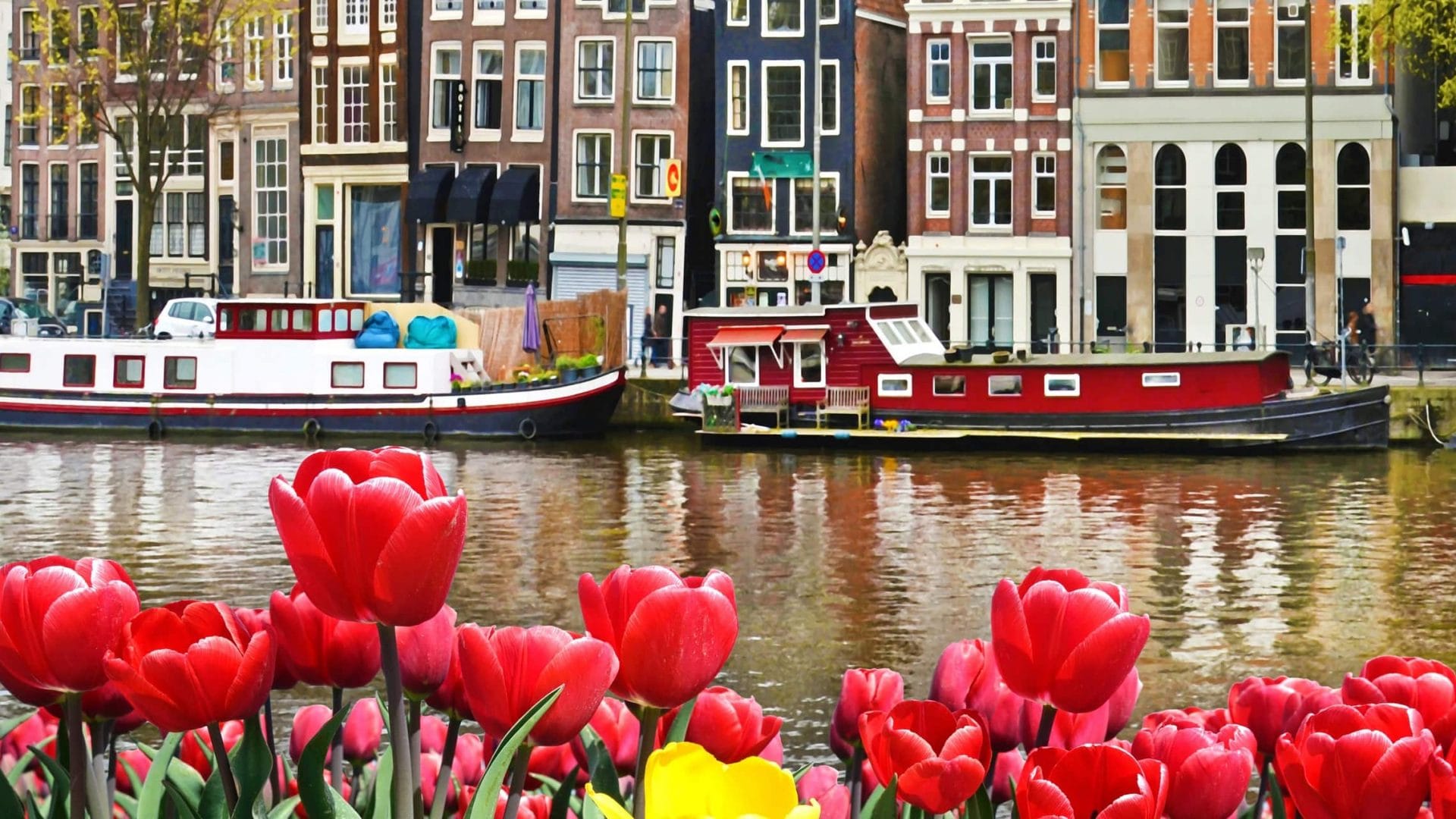 Tulppaaneja Amsterdamissa Alankomaat Hollanti