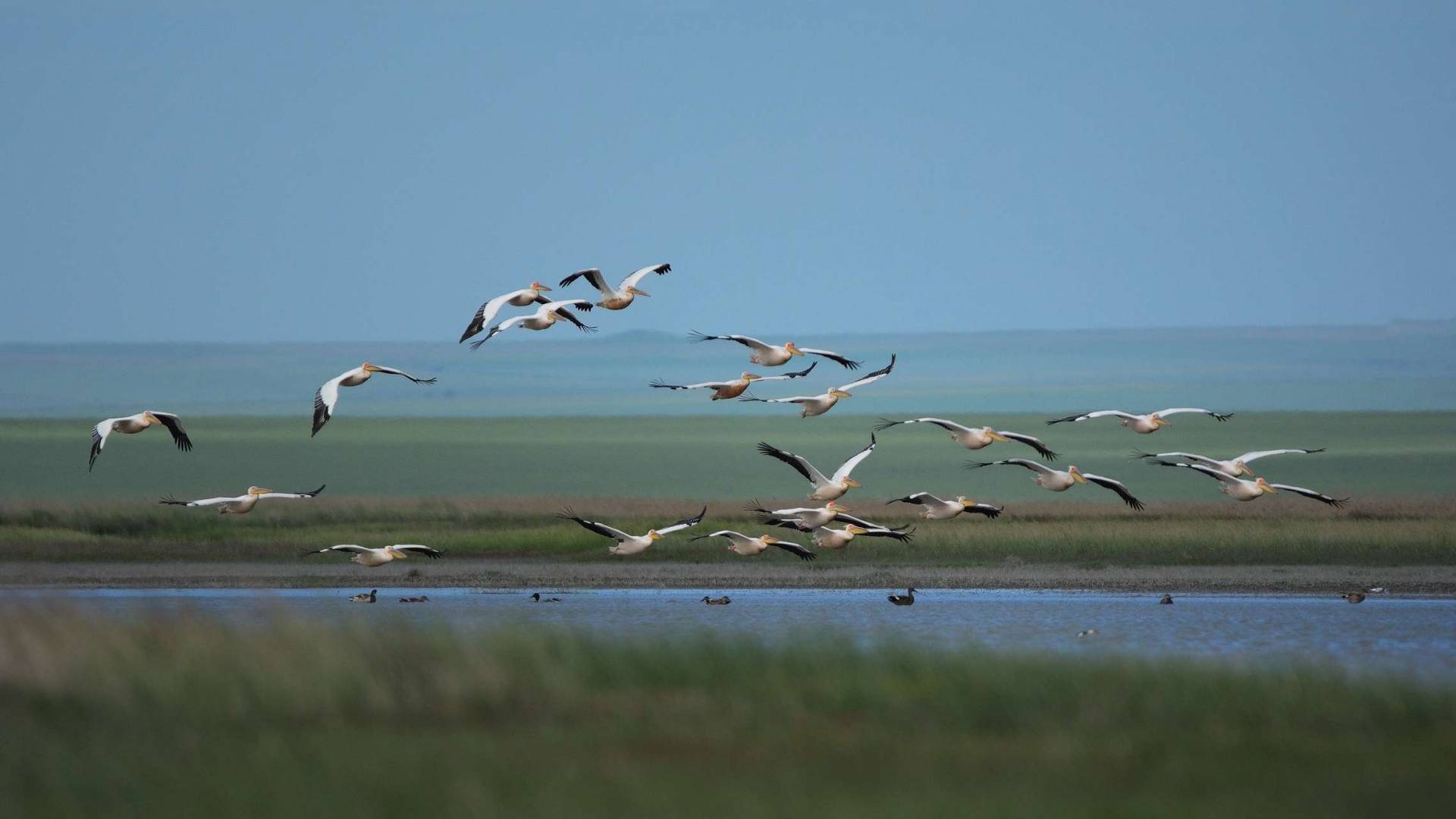 Pelikaaneja Tonava Delta suisto