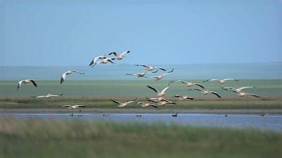 Tonavan suistoalue – Romania & Bulgaria 3.4.2022 – päivitetty matkaohjelma