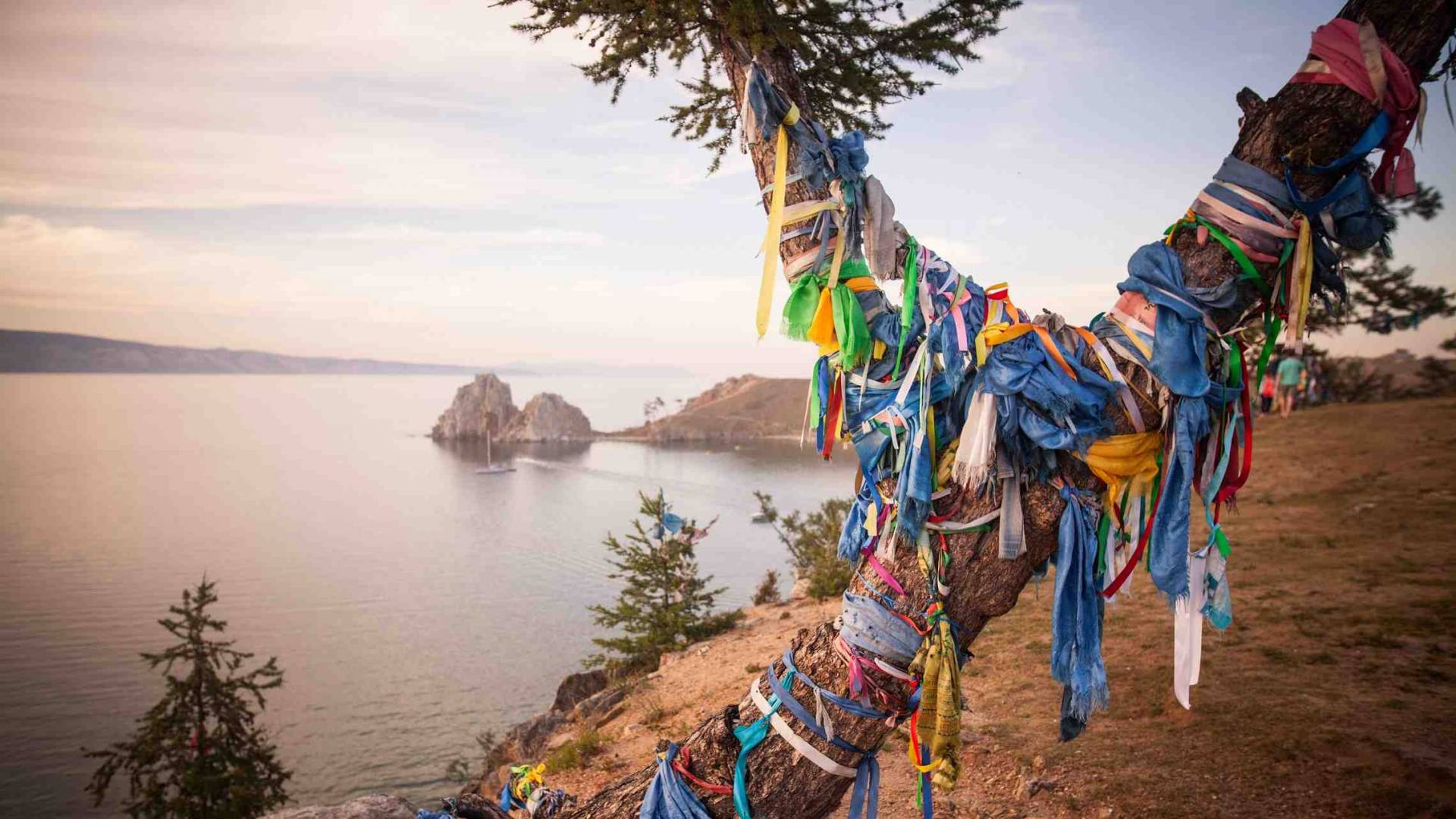 Shamaanipuu Olkhon saarella Venäjä Baikaljärvi