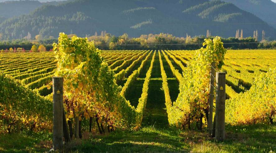 Marlboroughin viiniviljelykset Uusi Seelanti