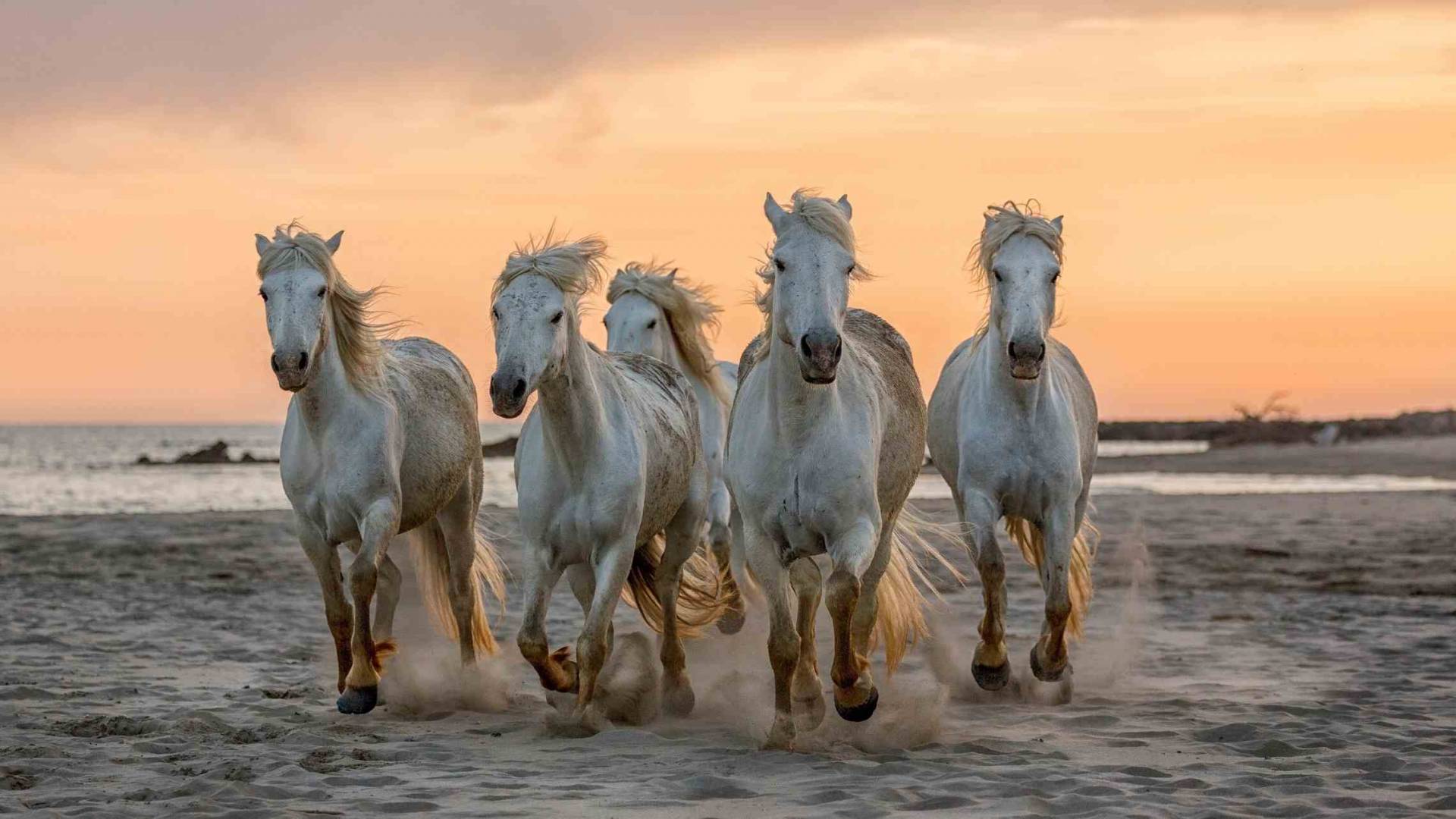 Camarguenhevoset Ranska Provence