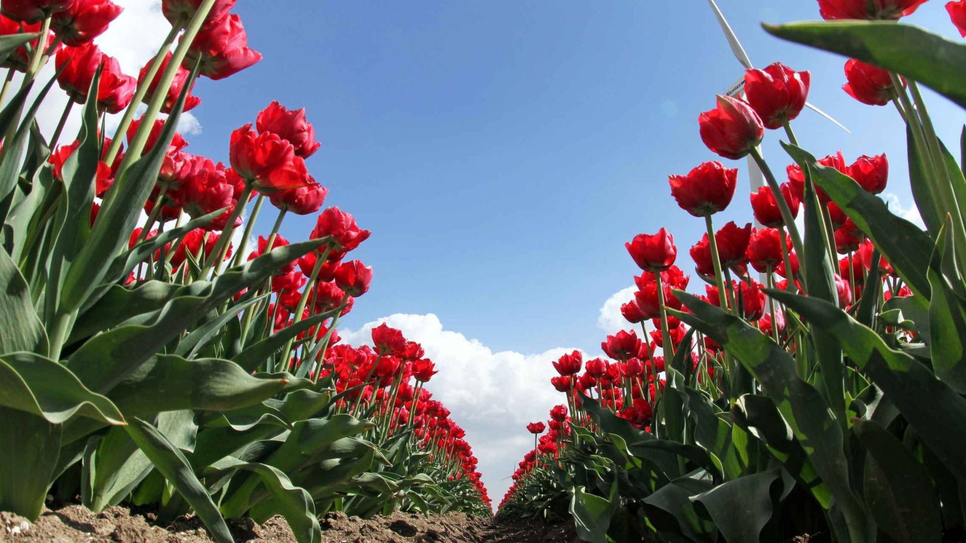 Tulppaaneja Floriade