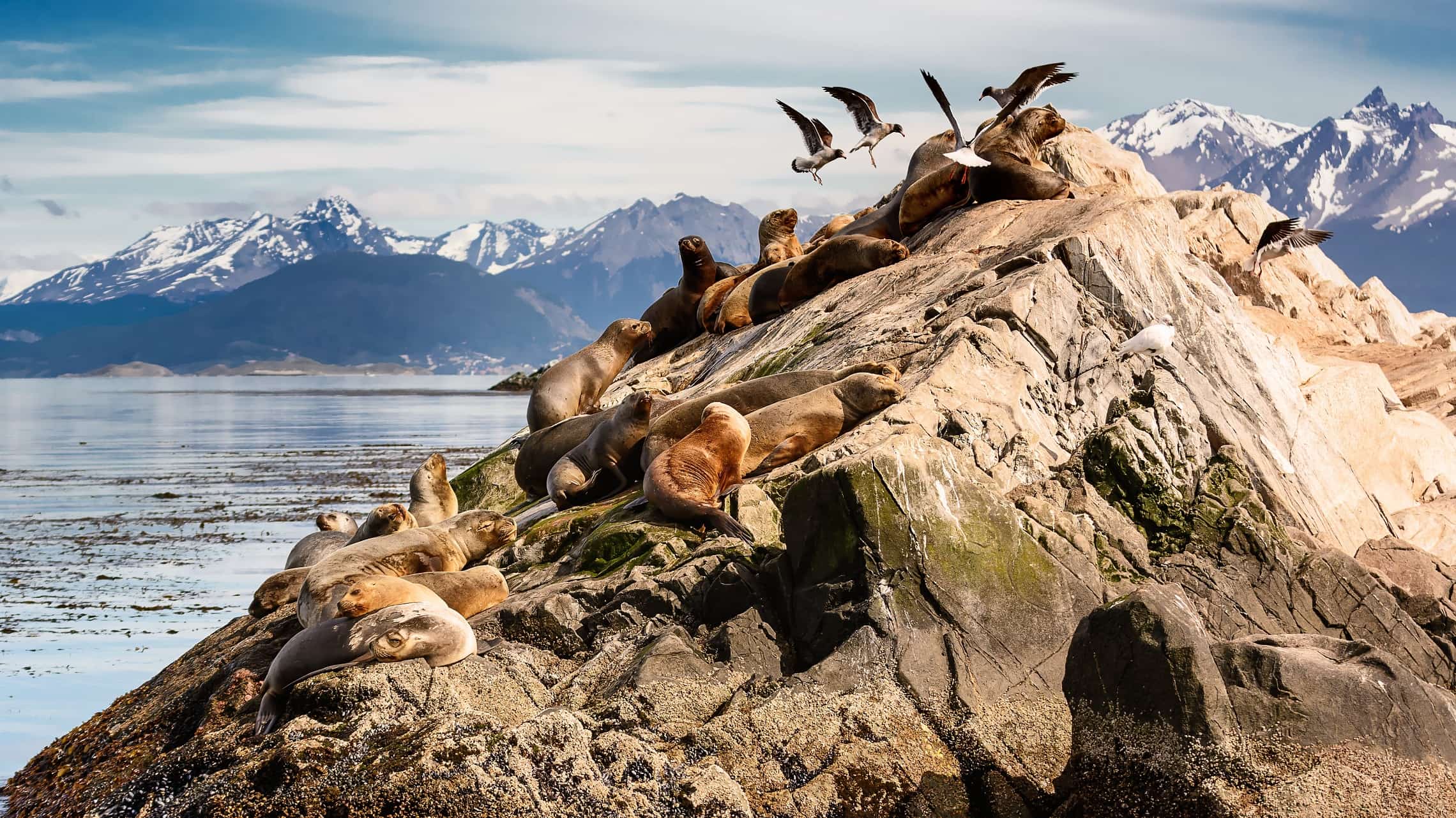 Merileijonia ja albatrosseja saarella Beagle Channel lahella Ushuaiaa
