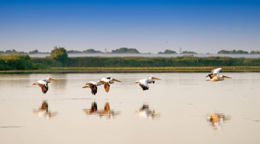 Pelikaaneja Tonavan Deltalla