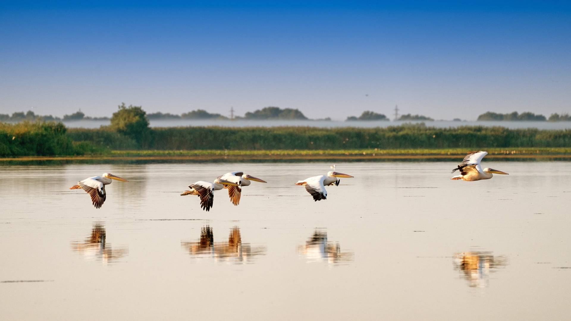 Pelikaaneja Tonavan Deltalla