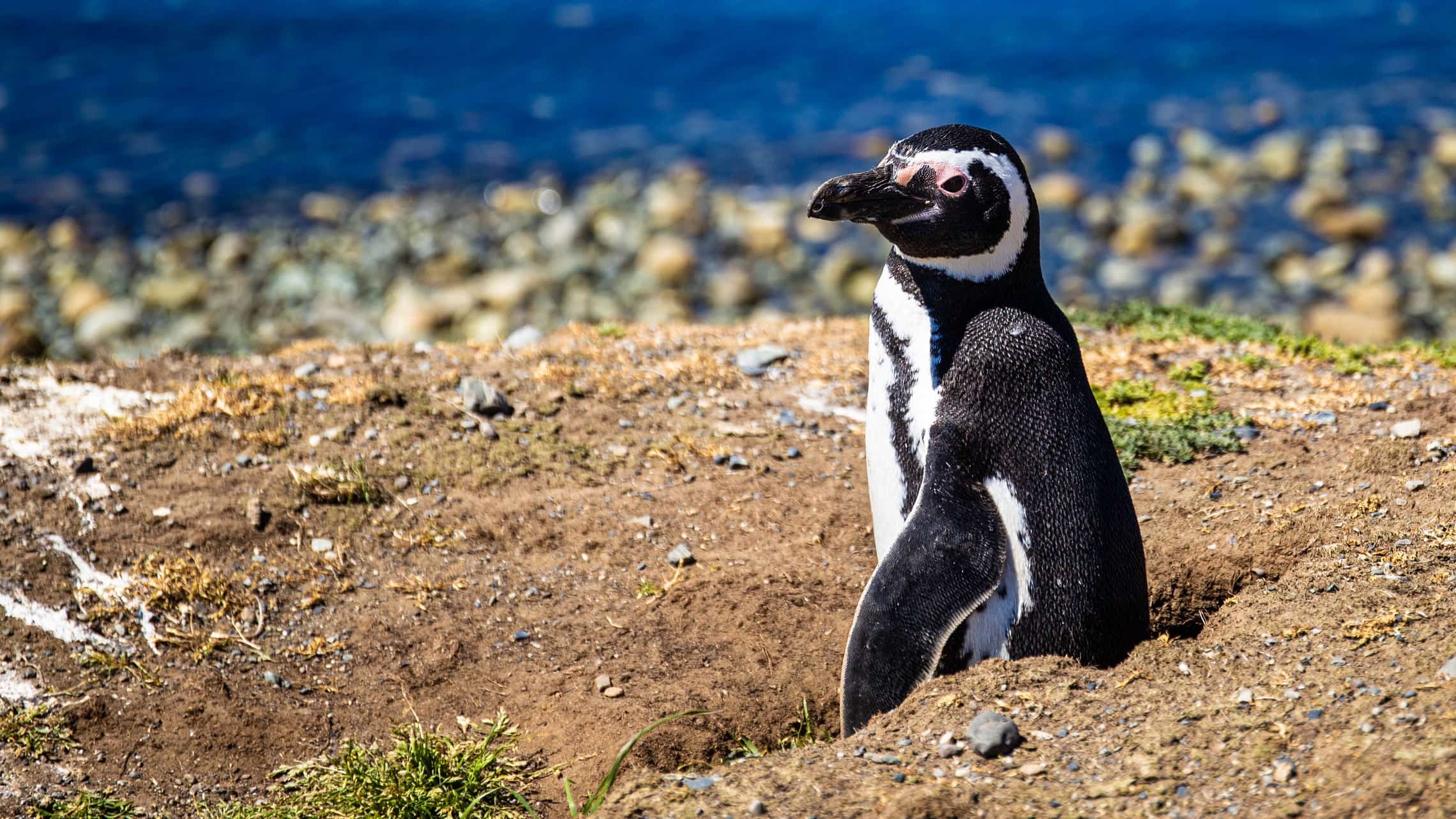 Pingviini Punta Arenas