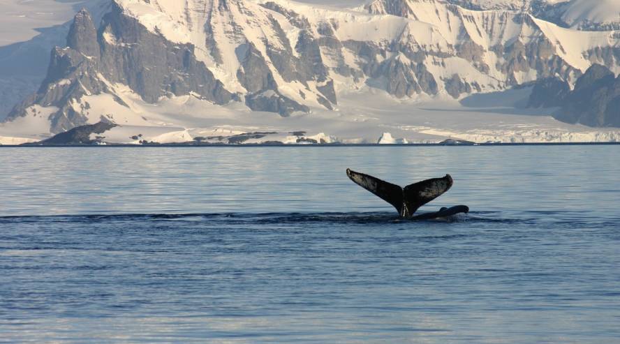 Antarktis ©Plantours Partner