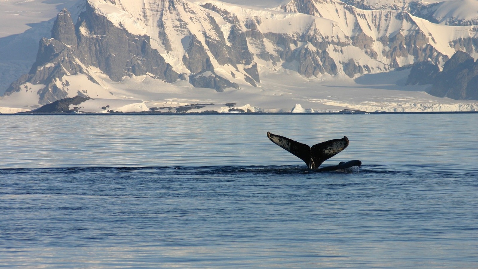 Antarktis ©Plantours Partner