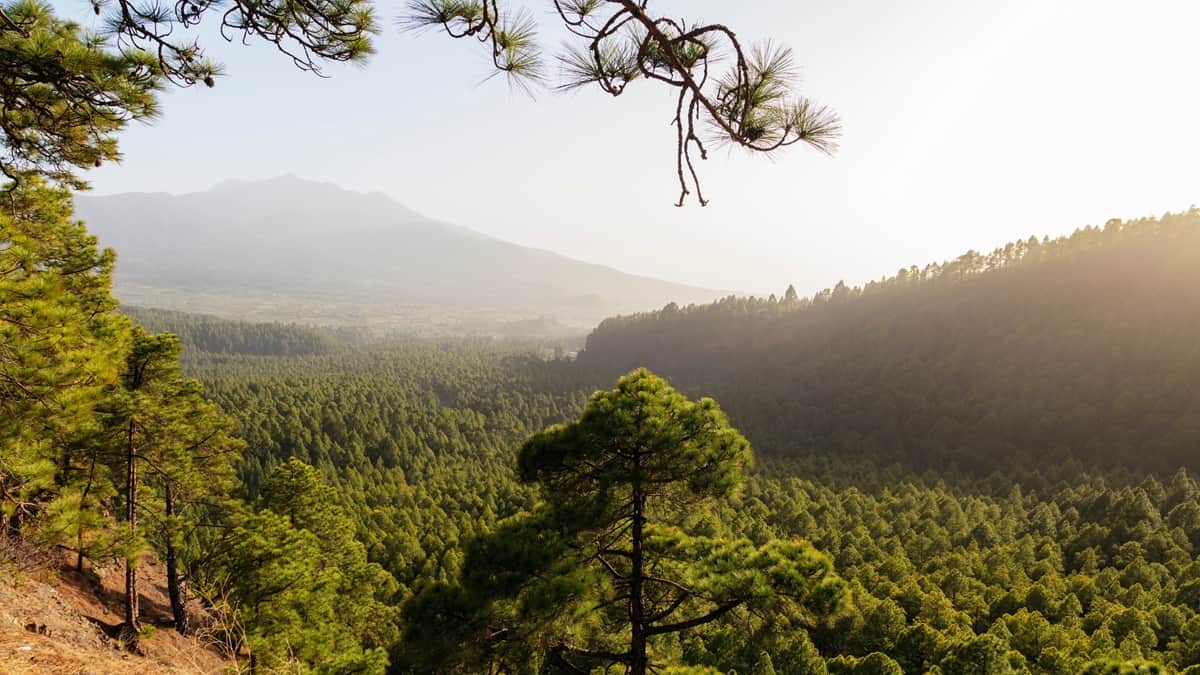 Caldera de Taburientyen kansallispuisto mantymetsa La Palma Kanariansaaret