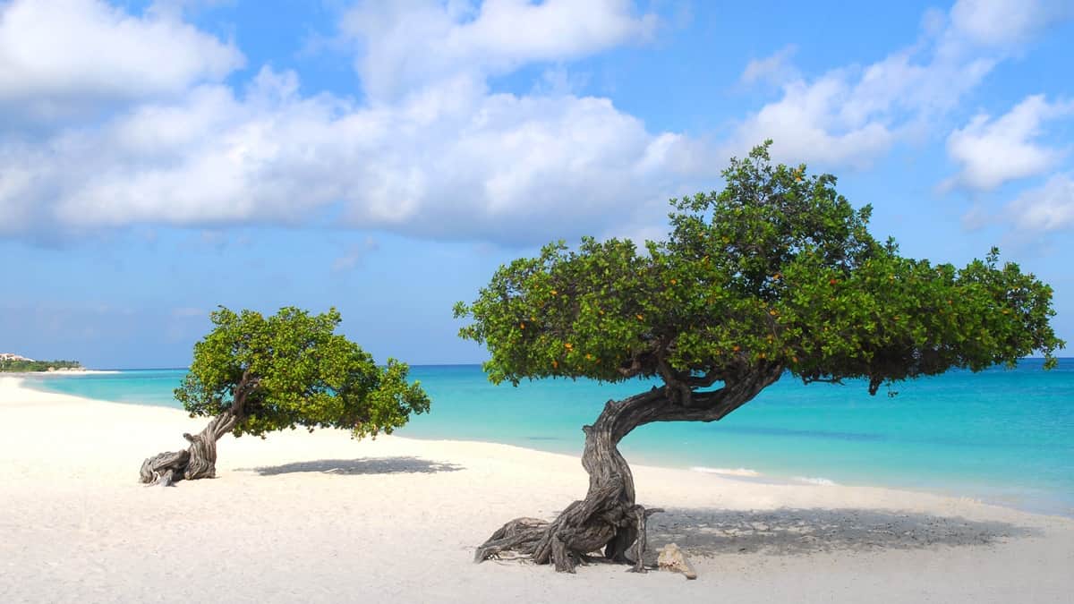Divi Divi puita Eagle Beach Aruba