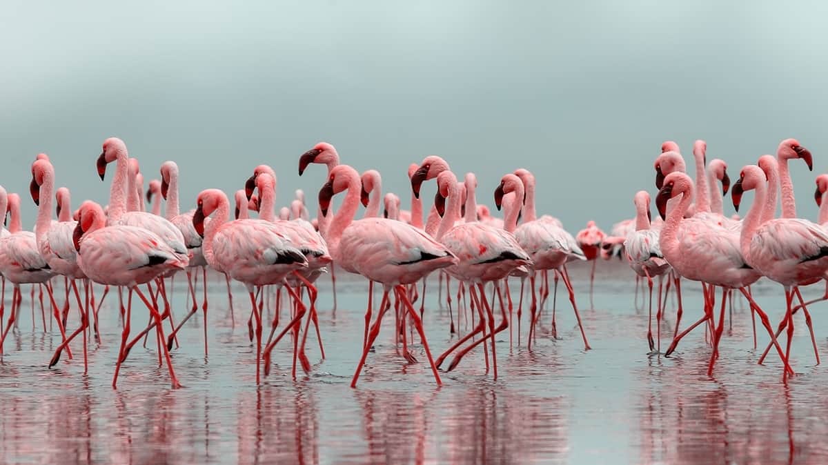 Falmingoja WalvisBay Namibia