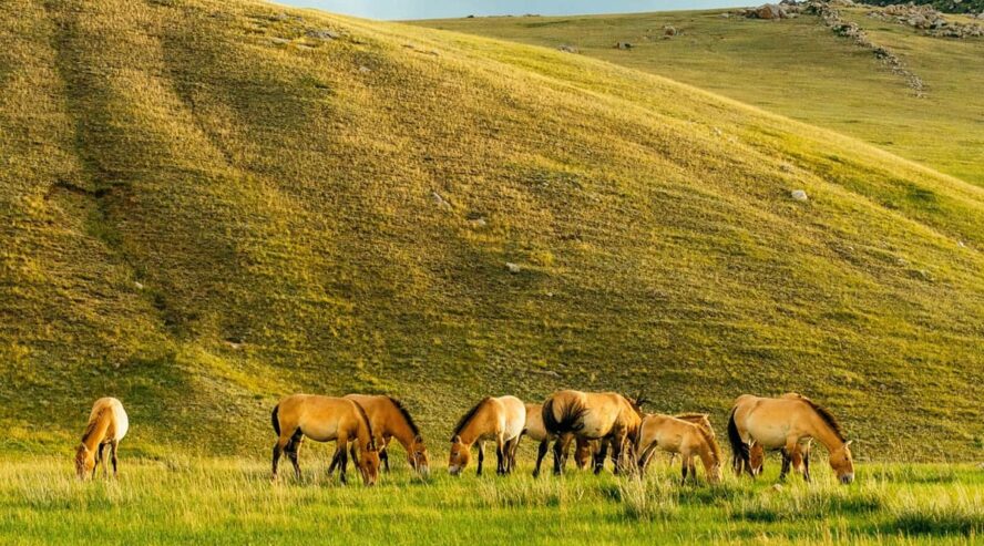 Villihevosia Mongolia