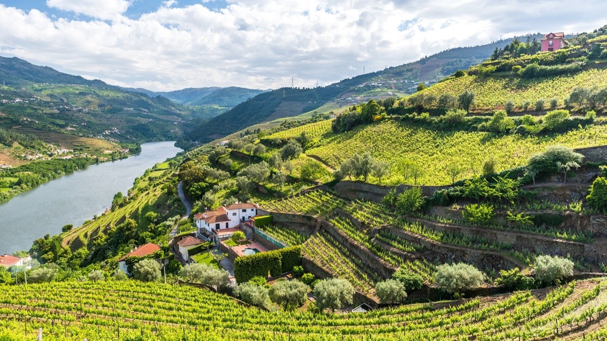 Viiniviljelyksia Douro Portugal