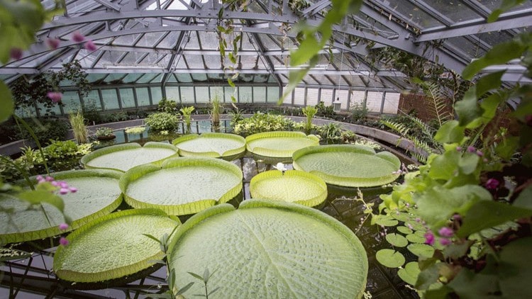 Gruson lumpeet Magdeburg