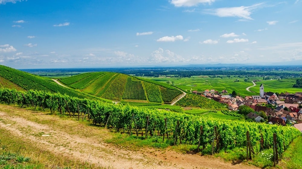 maisema viinitilalle ja kylään alsace ranska
