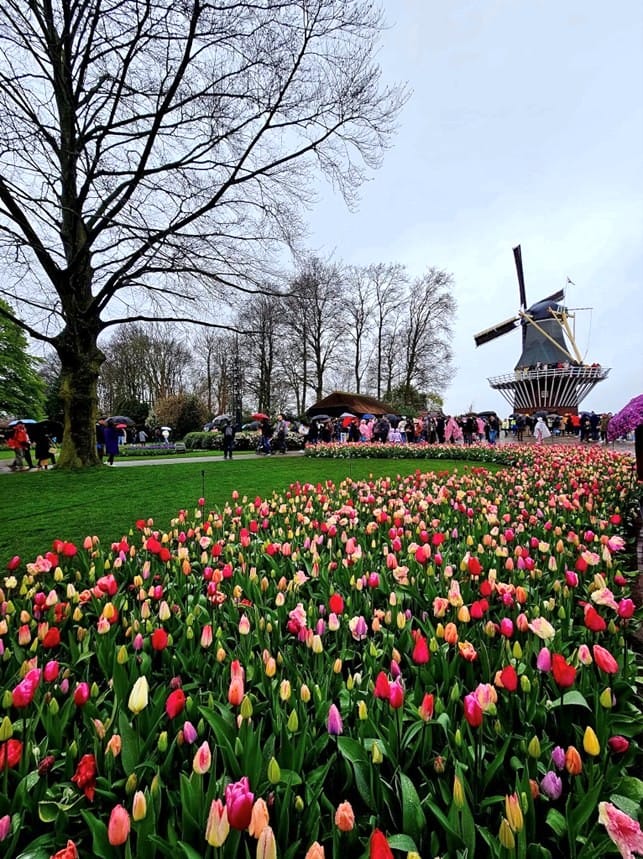 Tulppaaneita tulppaanipuistossa, taustalla tuulimylly ja ihmisiä.
